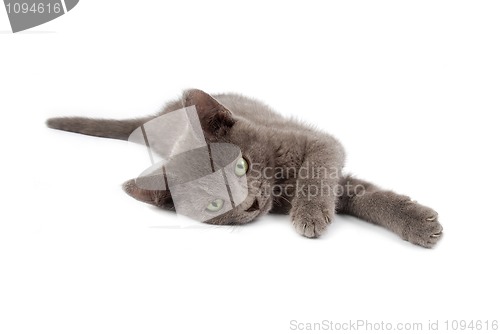 Image of grey kitten
