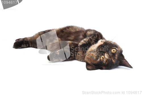 Image of rolling kitten