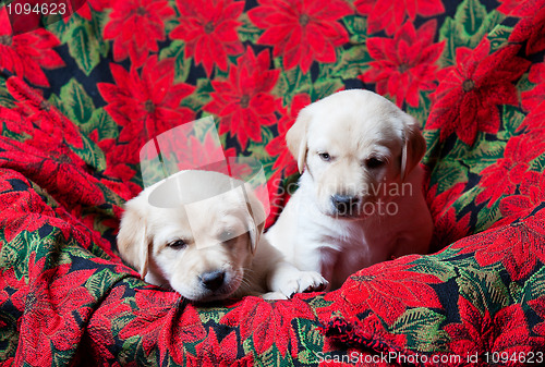 Image of Lab Puppies