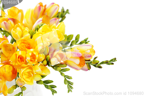 Image of lovely freesia