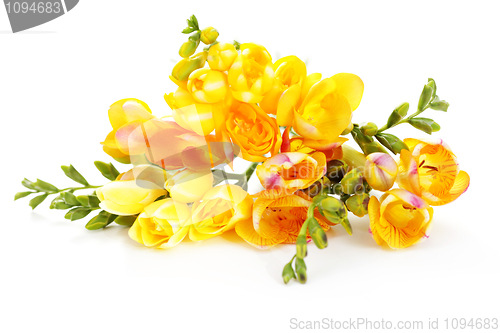 Image of lovely freesia