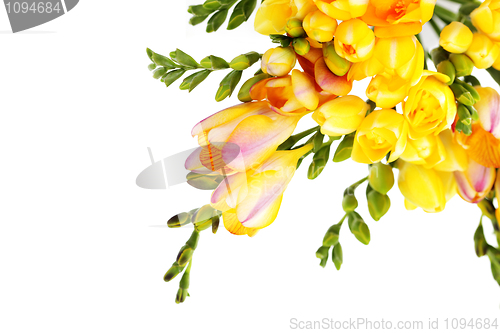 Image of lovely freesia