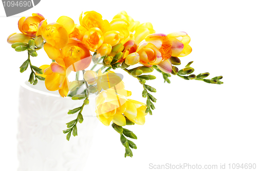 Image of lovely freesia