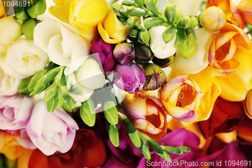 Image of lovely freesia flowers