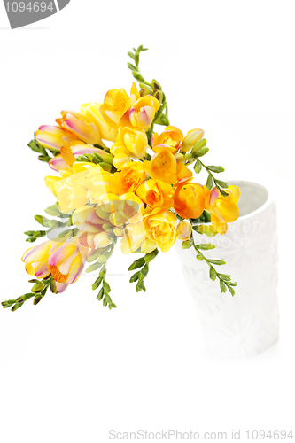 Image of lovely freesia