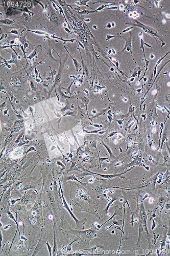 Image of Muscle cells
