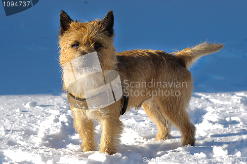 Image of Dog in snow