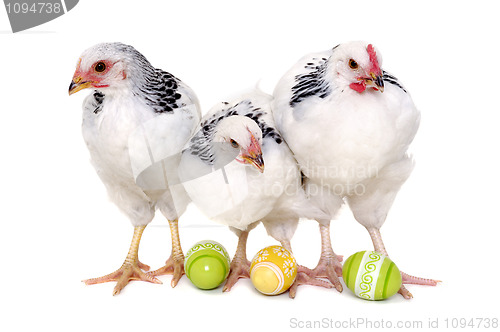Image of Chickens and easter eggs