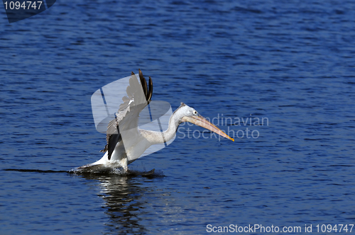 Image of pelican