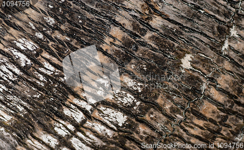 Image of Palm Bark