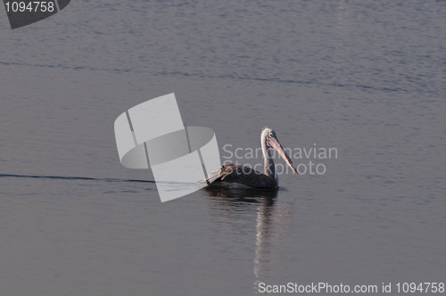 Image of Spot Billed Pelican