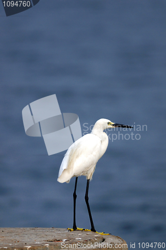 Image of Egret