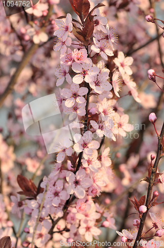 Image of Cherry Blossoms