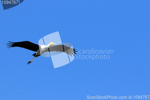 Image of Painted Stork