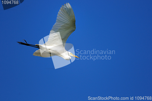 Image of Egret