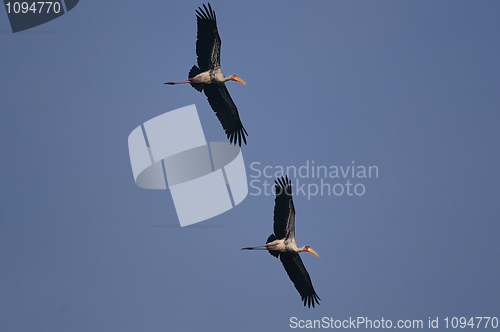 Image of Painted Stork