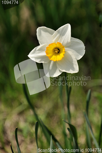 Image of Daffodils