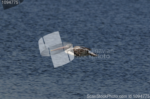 Image of Spot Billed Pelican