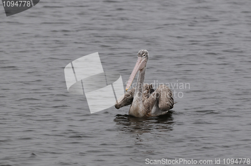 Image of Spot Billed Pelican