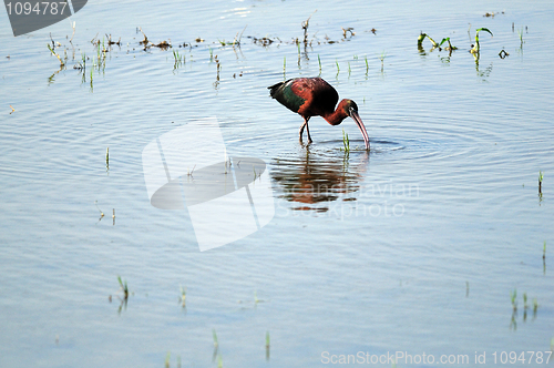 Image of Glossy Ibis
