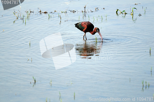 Image of Glossy Ibis