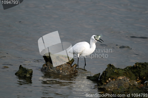 Image of Egret