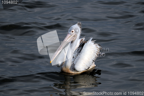 Image of Spot Billed Pelican