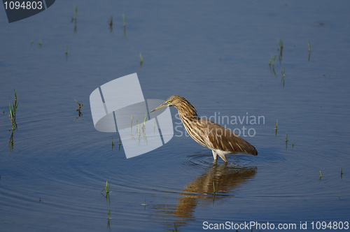 Image of Indian Pond Heron