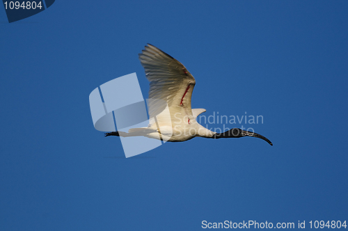 Image of Black Headed Ibis