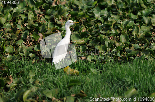 Image of Egret