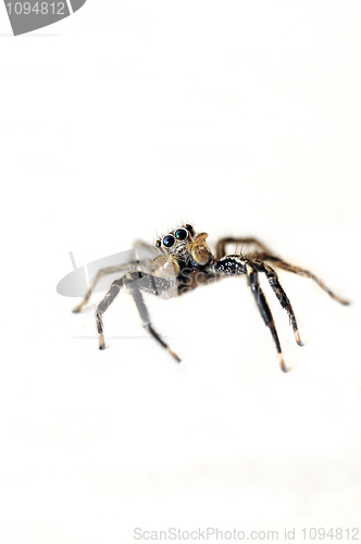 Image of Jumping Spider