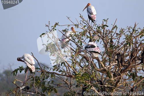 Image of Painted Stork