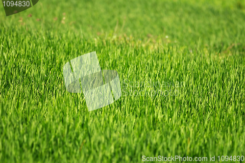 Image of Green Grass