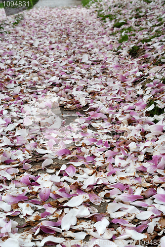 Image of Cherry Blossoms