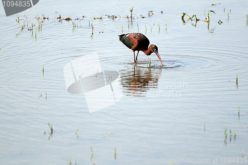 Image of Glossy Ibis