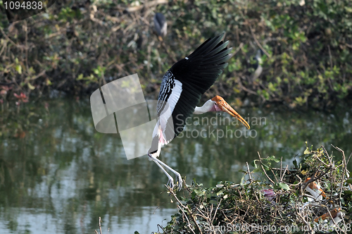 Image of Painted Stork