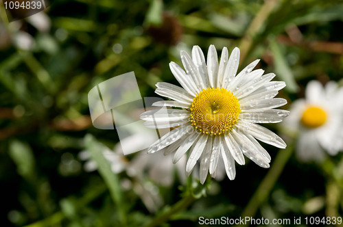 Image of Shasta Daisies