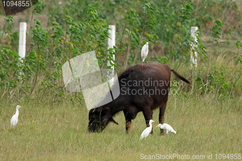 Image of Cattle Egret