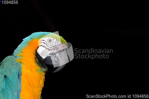 Image of Macaw