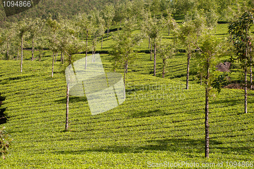 Image of Tea Plantation