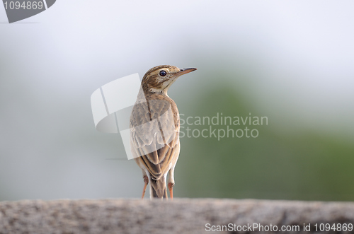 Image of Paddy field pipit