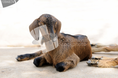 Image of Goat