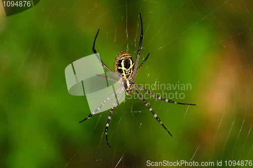 Image of Jumping Spider