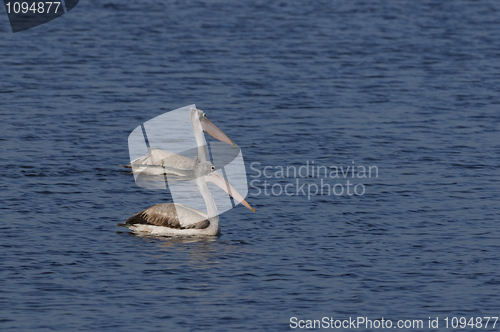 Image of Spot Billed Pelican