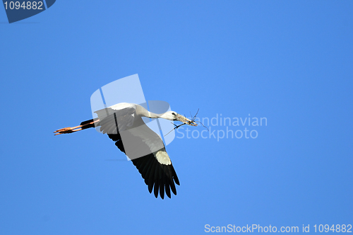 Image of Asian Openbill stork