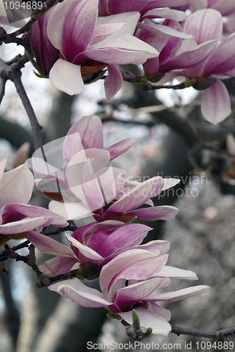 Image of Cherry Blossoms