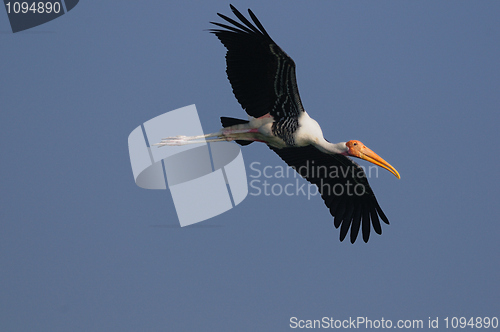 Image of Painted Stork