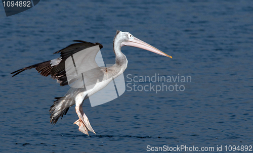 Image of Spot Billed Pelican