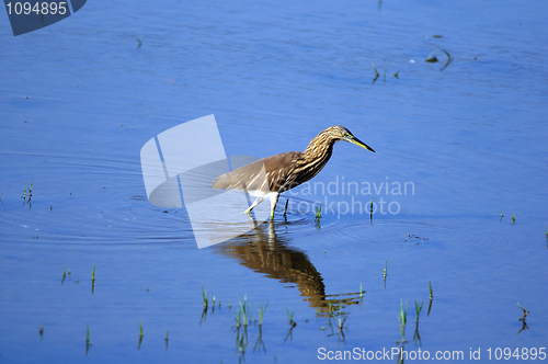 Image of Indian Pond Heron