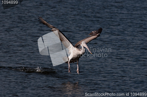 Image of Spot Billed Pelican